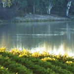 Showcasing Riverland talent and produce – The Chefs of the Murray dinner