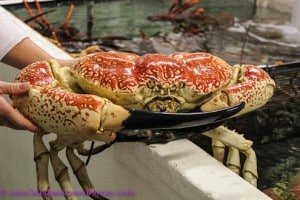 Kangaroo Island shellfish - King Crab