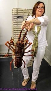 Fergusons Kangaroo Island shellfish lobster