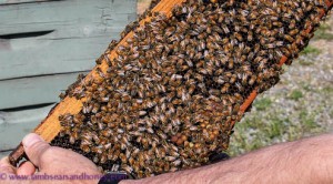 Surprised bees, Tugwell Creek Farm, BC