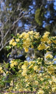 Spring flowers, Banksia Rose