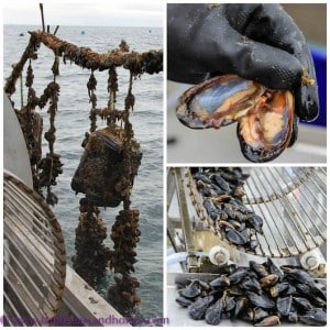 Dromana Bay mussels, Mornington