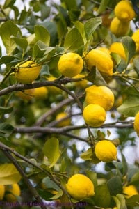 lemon tree - lemon Ginger crisps