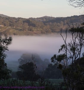 Adelaide Hills, misty morning