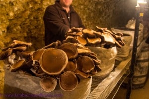Mushroom cave, Maxwell Wines, McLaren Vale