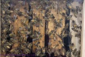 Buzz Honey bees in display hive