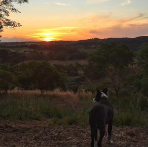 Sunset in Balhannah in the Adelaide Hills