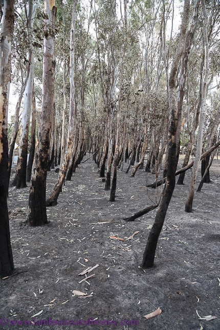 Bushfire burnt trees