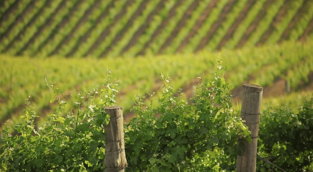 South Australian food & beverage trails vineyard
