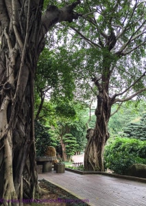 gnarled trees, nan lian garden