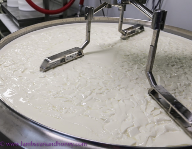 Cutting the curds, Section 28 cheese
