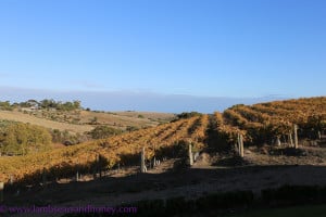Great Wine Capitals of the world - Chapel Hill Vineyards