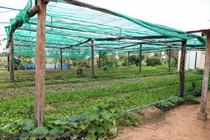Agrisud supported organic produce - cambodian food production