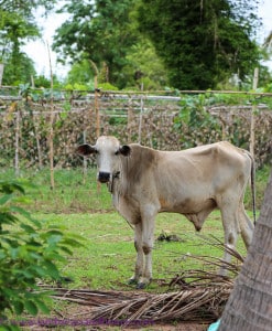 Cambodian food production and a cow