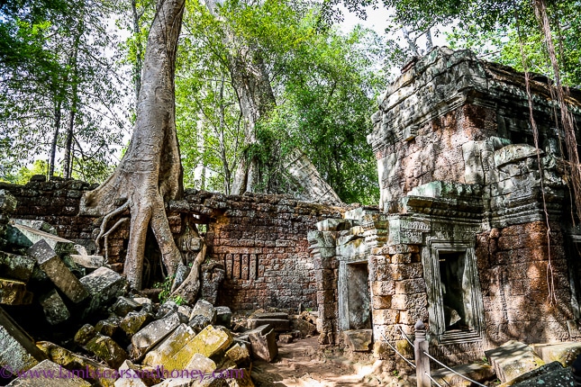 Nature reclaiming Angkor Wat