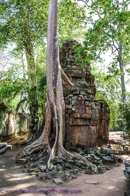 trees holding on Angkor Wat