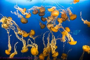 vancouver aquarium golden jellyfish