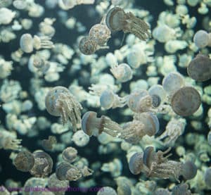 More jelly fish, Vancouver Aquarium
