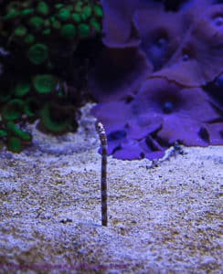vancouver aquarium sandworms