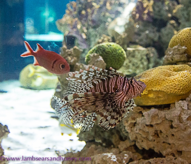 fancy fish at Vancouver Aquarium