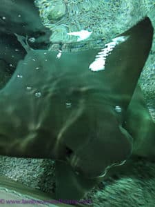 vancouver aquarium ray pool