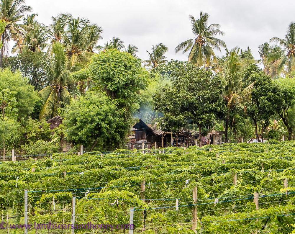 hattens wine balinese wine vineyards
