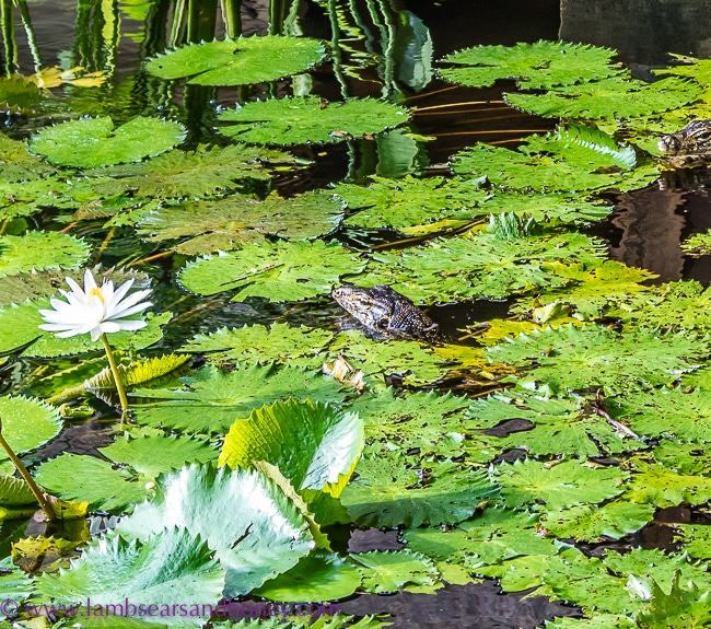 Luxury accommodation in Bali - pond lizard at four seasons jimbaran bay