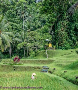 Rice fields - Luxury accommodation in Bali
