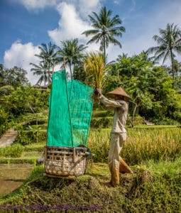 Rice farmer, four seasons sayan - luxury accommodation in bali