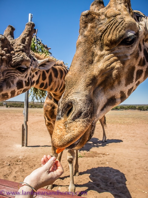 monarto zoo giraffe feeding