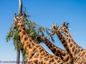 boy giraffes at monarto zoo