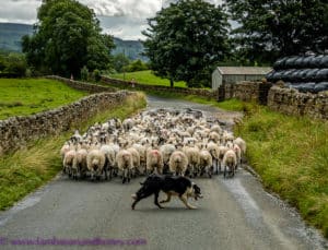 Yorkshire sheep dog
