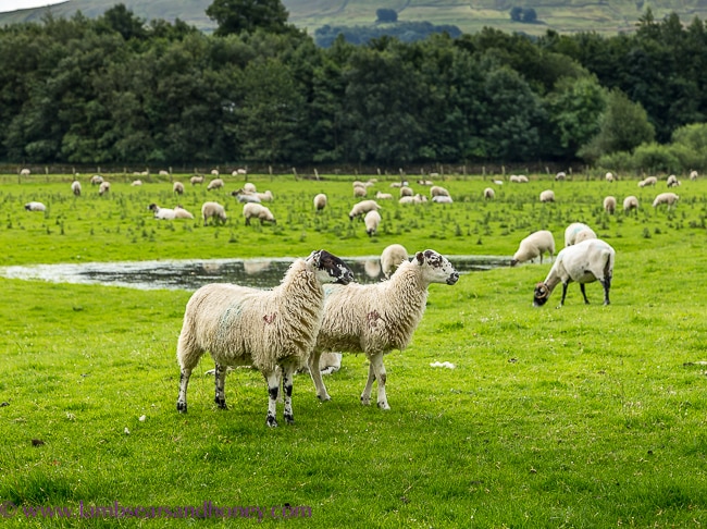 Sheep in Yorkshire