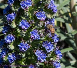 Bees in the echium - urban beekeeping