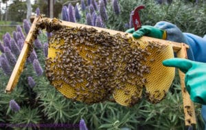 Bees and comb, Urban Beekeeping