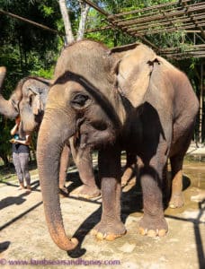 meeting the girls at Elephant Mud Fun, Bali Zoo
