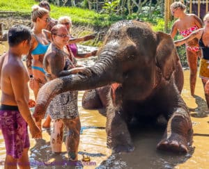 Loving all the attention at Elephant Mud Fun, Bali Zoo