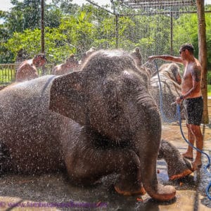 Elephant Mud Fun, Bali Zoo - time for a shower