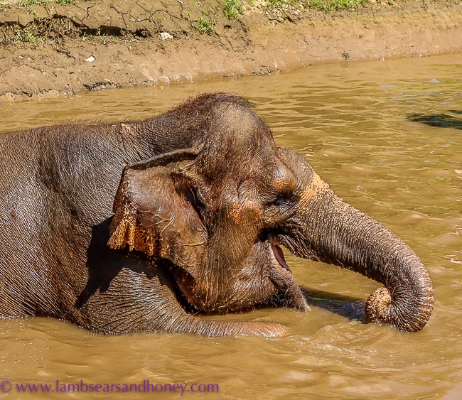 bali zoo, elephant mud fun