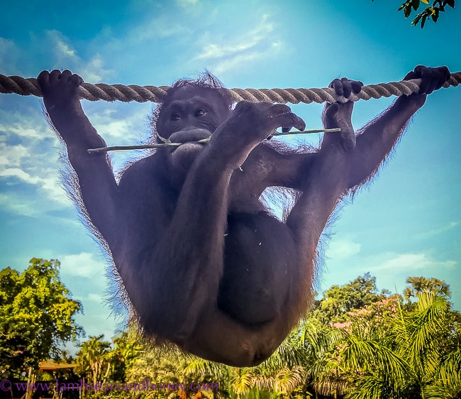 Elephant Mud Fun, Bali Zoo - funny orangutan amusing everyone