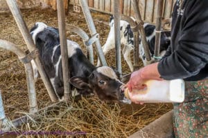 feeding the calves, artisan cheese making