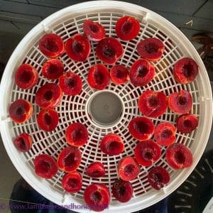 drying plums