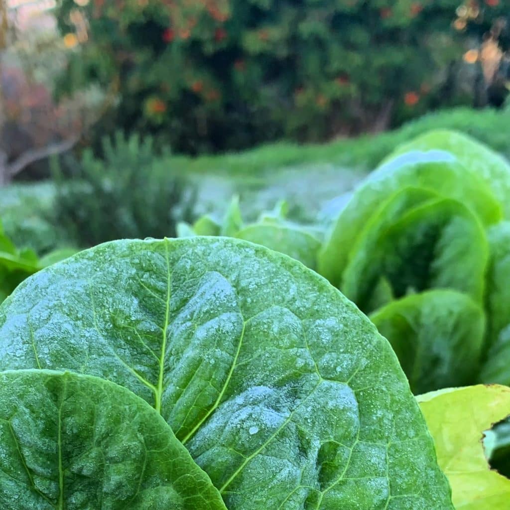 frosty lettuce