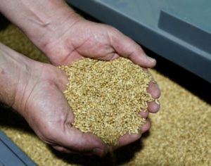 wheat flour grain
